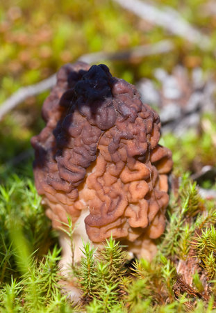 Conditionally edible fungi Gyromitra esculenta close up