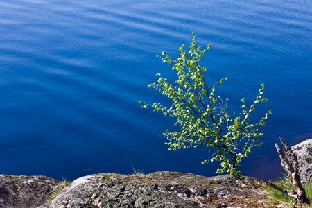 Small birch on rocky coast of lakeの写真素材