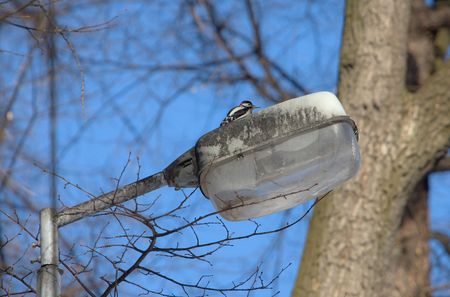The woodpecker sits on a lantern in city parkの写真素材