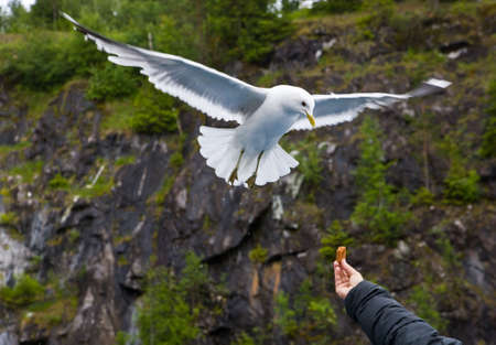 The seagull flies up to meal in a hand of the personの写真素材