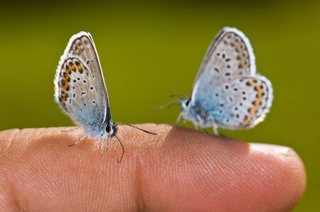 Two small butterflies on a human fingerの写真素材