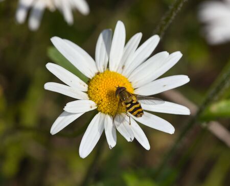 hoverfly on a camomile in the summer close up