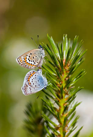 Two small butterflies on a pine branchの写真素材