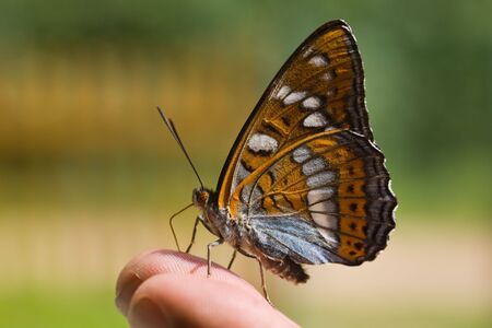 Close-up of the butterfly (Melitaea) on fingerの写真素材