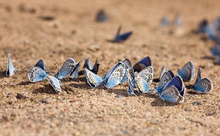Set of small butterflies on the earthの写真素材