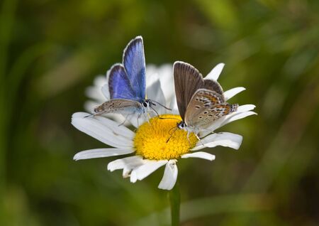 Two small butterflies on a camomile flowerの写真素材