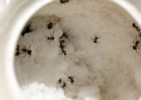 Ants in a white mug with sugarの写真素材
