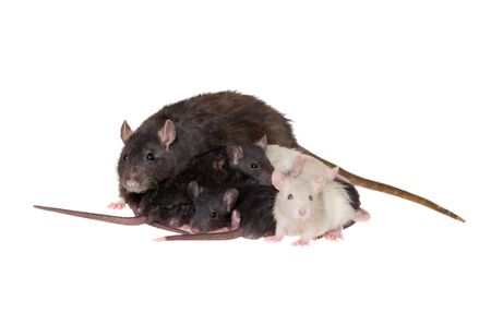 Rat mum and its children, isolated on whiteの写真素材