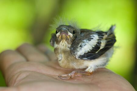 Small baby bird chaffinch on a handの写真素材