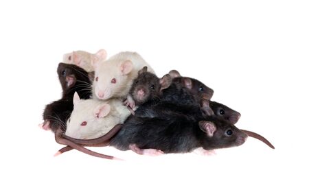 Many small infant rats, isolated on whiteの写真素材