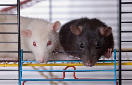 Two curious rats in a cage close up