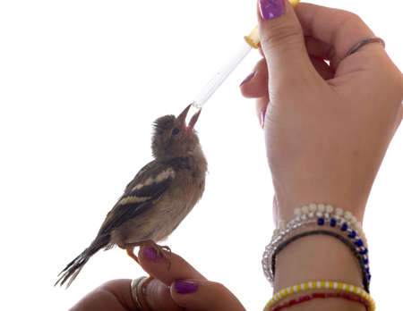 The baby bird drinks water from a pipette