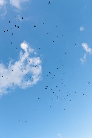 flock of birds family Corvus in the skyの写真素材