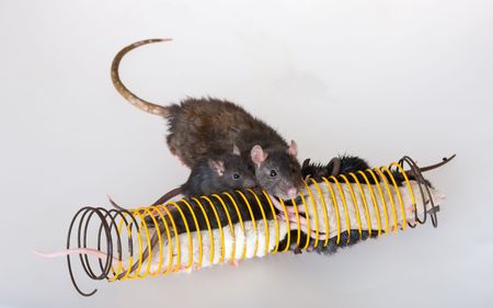 Young small rats play in a springの写真素材