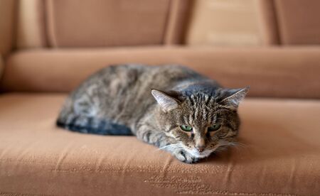 Gray cat with green eyes on a sofaの写真素材