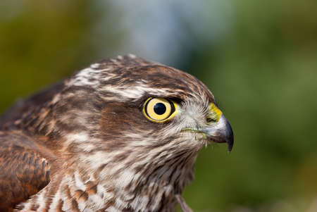 portrait of Pernis apivorus - bird from falcon group の写真素材