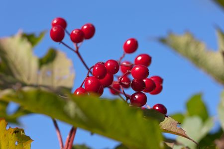 Berries of a arrowwood against the skyの写真素材