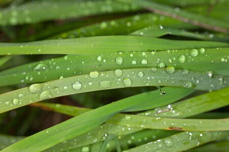 Rain drops on a green grass close up