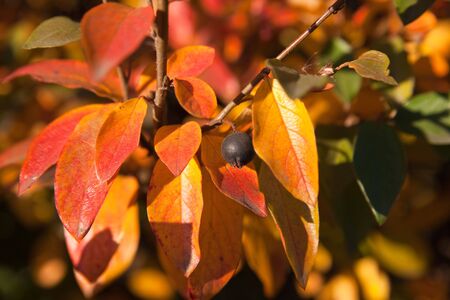 Bush of aronia in the autumn sunny day