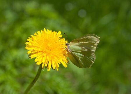 The butterfly on a dandelion against greensの写真素材