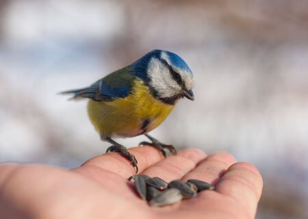 bluetit on a hand of the personの写真素材