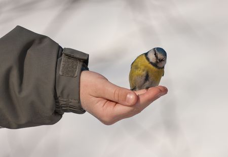 bluetit on a hand of the personの写真素材