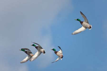 flock of wild ducks in flight on turnの写真素材