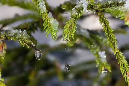 Drops of thawing snow on fur-tree branchesの写真素材