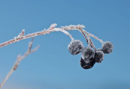 Berries of aronia in hoarfrost on sky backgroundの写真素材