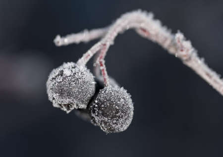 Berries of aronia in hoarfrost close upの写真素材