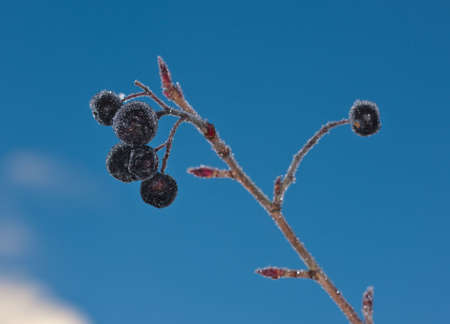 Berries of aronia in hoarfrost on sky backgroundの写真素材