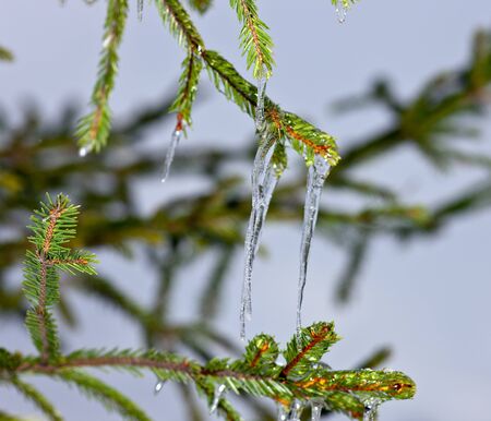 Icicles on fir-tree branches in cold dayの写真素材
