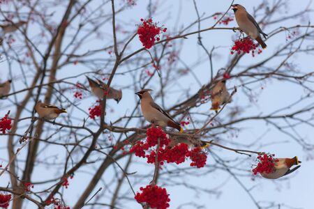 flock of waxwings on a rowan in the winterの写真素材