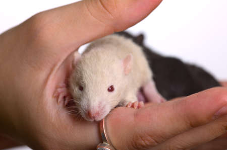 Small white infant rat in a handの写真素材