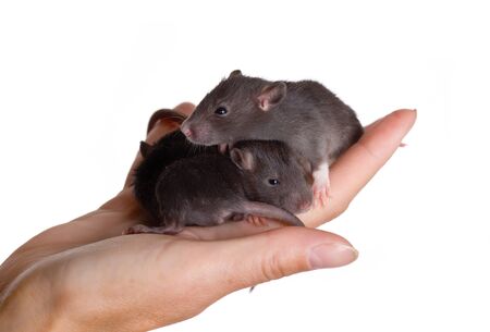 Three small black infant rats on a handの写真素材