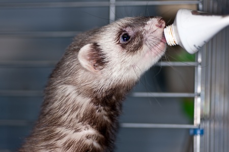 The domestic polecat eats from a tubeの写真素材