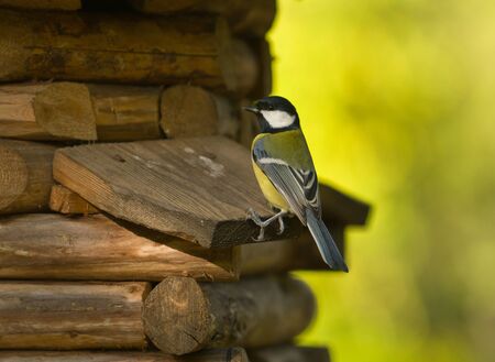Titmouse on a wooden small house in the autumnの写真素材