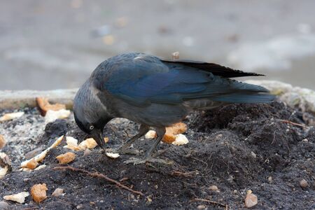 The daw searches for meal on the groundの写真素材