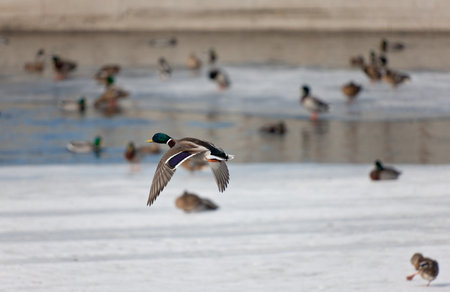 Flight of ducks on the winter riverの写真素材