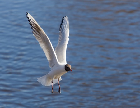 Lonely flying seagull over water