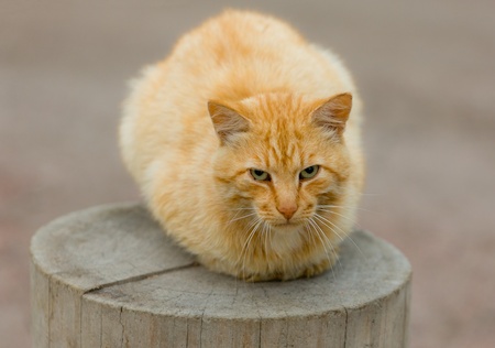 Portrait of a red cat on a stubの写真素材