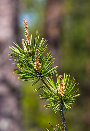 Branch of a pine with young cones