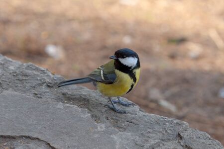 The titmouse sits on a stone (Parus major)の写真素材