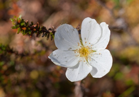 Flower of cloudberry in the spring close up