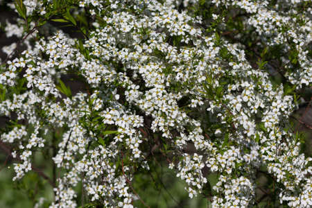 Blossoming bush with white flowers in the spring