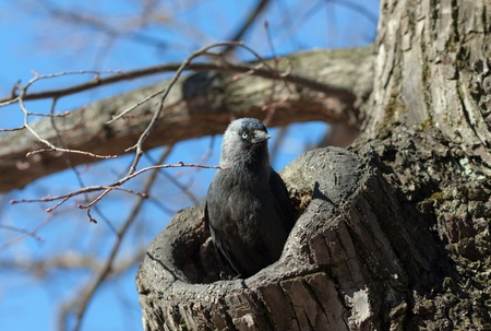 The jackdaw in a tree hollow protects a nestの写真素材