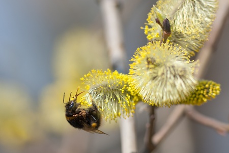 The bumblebee pollinates a willow in the springの写真素材