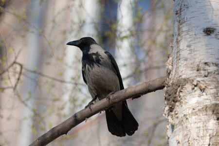 crow sits on a birch branch in springの写真素材