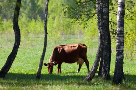 The cow is grazed on the fringe of the forestの写真素材