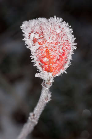 Red autumn leaf after the first frostの写真素材